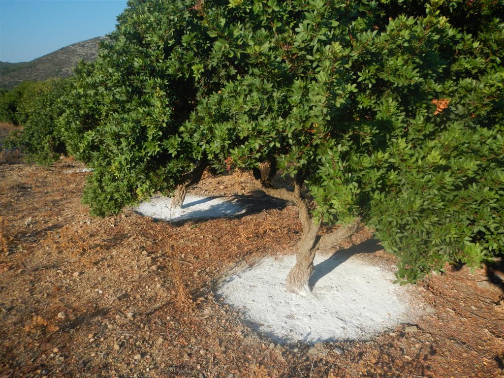 Η μαστίχα Χίου καταχωρήθηκε ως προϊόν προστατευόμενης γεωγραφικής ένδειξης στην Ινδία 